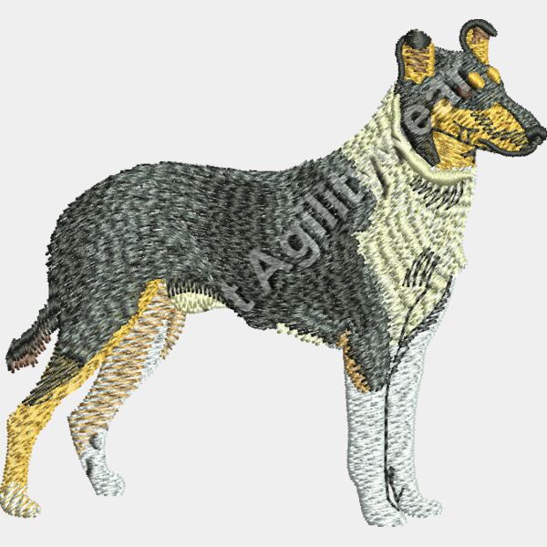 Smooth Coat Collie48885 Thumbnail