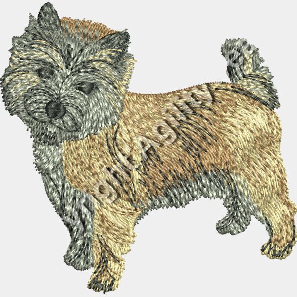 CairnTerrier48346 Thumbnail