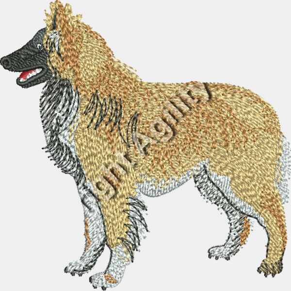 Belgian Shepherd48329 Thumbnail