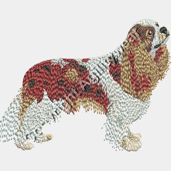 cavalier king charles48347 Thumbnail