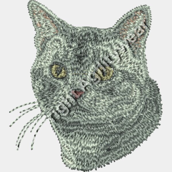 American Shorthair Thumbnail
