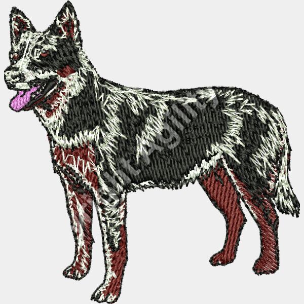 Aust Cattle dog Thumbnail