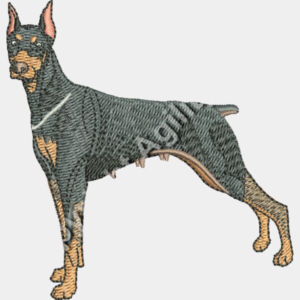 Doberman Pinscher48363 Thumbnail