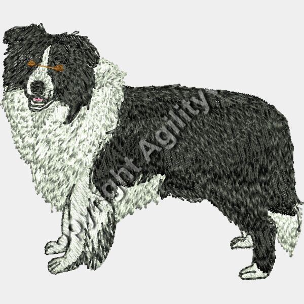 bcollie071 Thumbnail