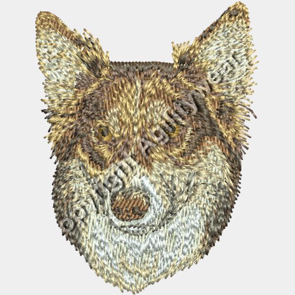 Dn685   Border Collie 11  brown  Thumbnail