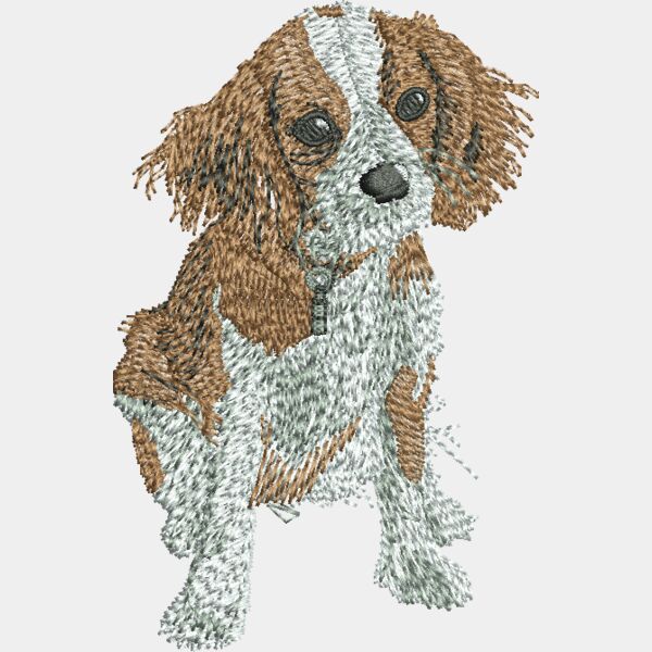King Charles Spaniel 48398 Thumbnail