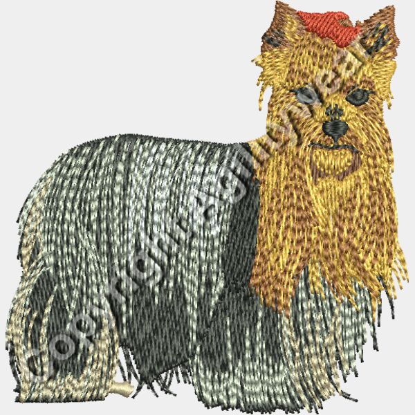 YorkshireTerrier48904 Thumbnail