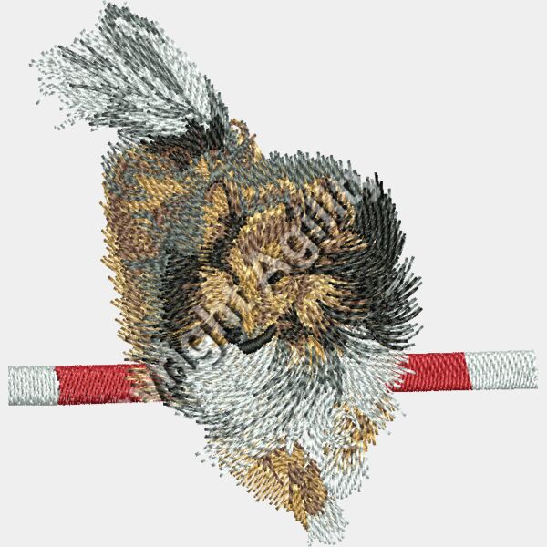 Shaded Sheltie jumping Thumbnail