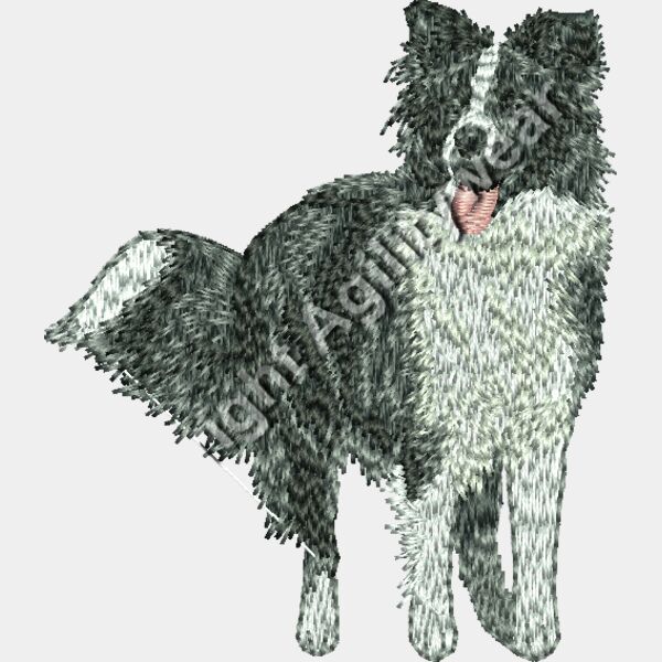 DJ817 Border collie Thumbnail