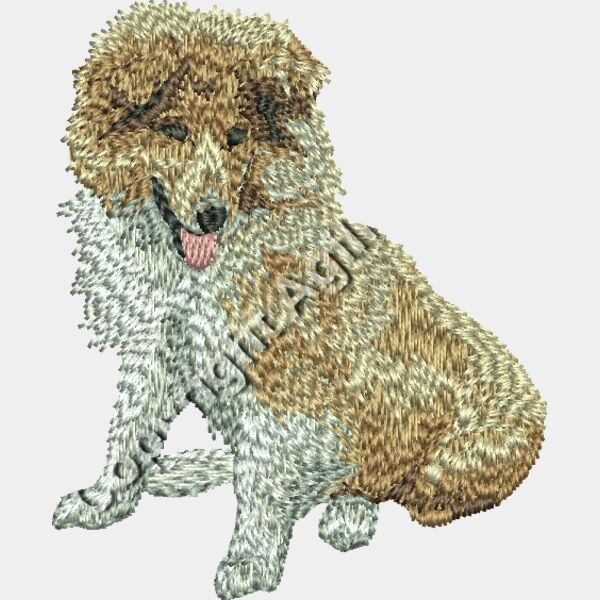 shetland sheepdog Sheltie pup sitting Thumbnail