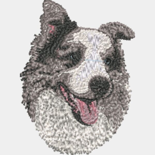 Blue merle collie head Thumbnail