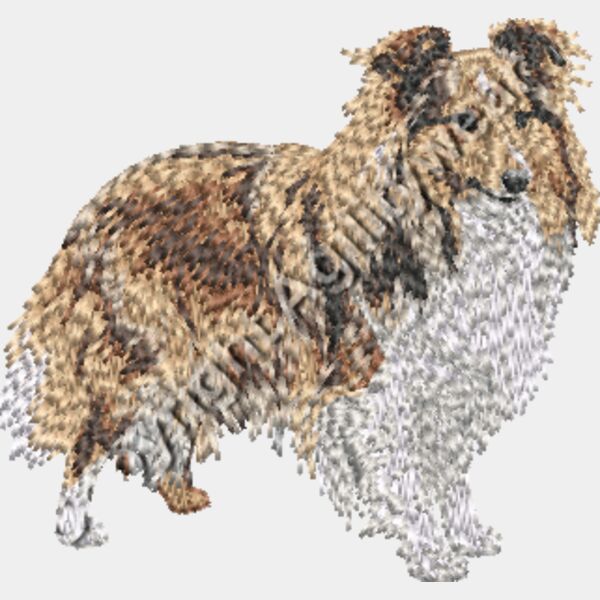 Sable sheltie Thumbnail